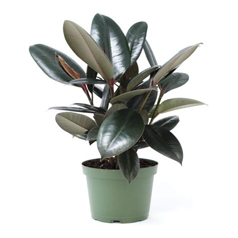 Ficus Élastica Burgundy Pot De 4 Pouces Mon Jardin Urbain