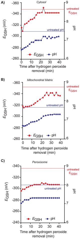 Distinct Redox Regulation In Sub Cellular Compartments In Response To