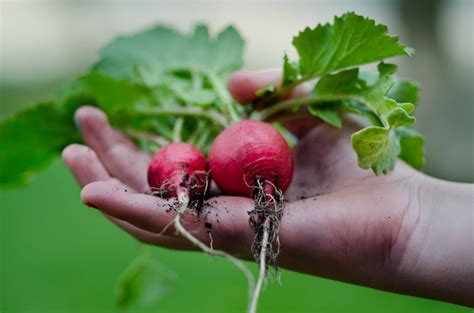 Home Biodynamic Association