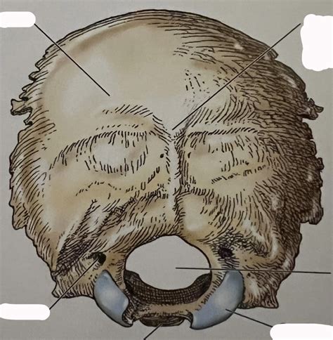 External Surface Of Occipital Bone Diagram Quizlet