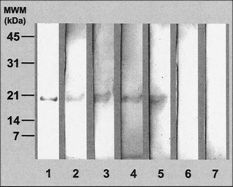 Reactivity Of Sera From Cancer Patients With Recombinant Survivin