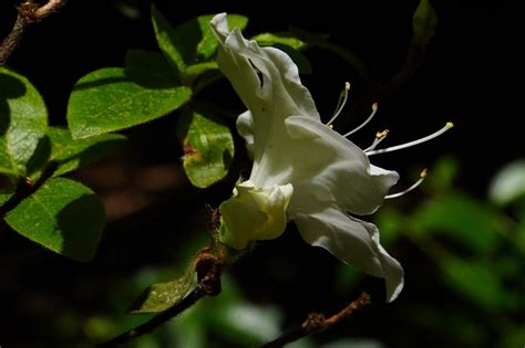 Rhododendron White Flower In The - Free photo on Pixabay - Pixabay