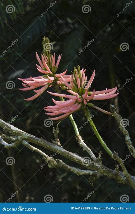 Erythrina Or Mulungu A Tropical Flower Stock Image Image Of