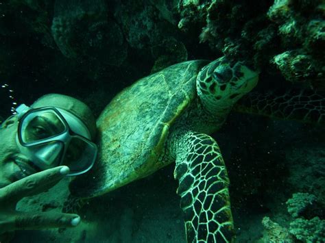 Turtle In The Red Sea