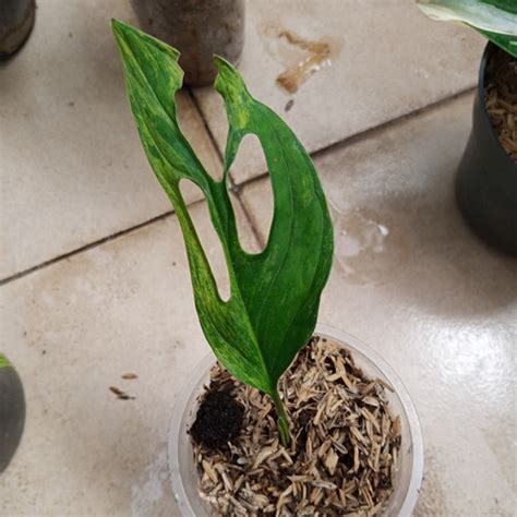 Jual Monstera Adansonii Janda Bolong Varigata Ekonomis Kab