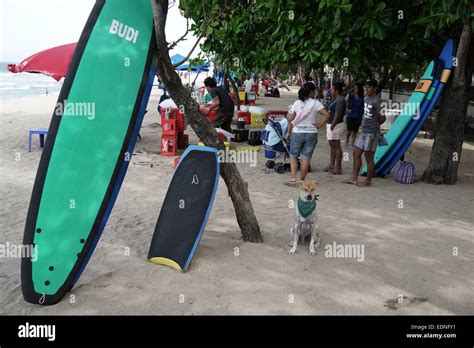 Un Chien Dans La Plage De Kuta Bali Indon Sie Kuta Est L Une Des