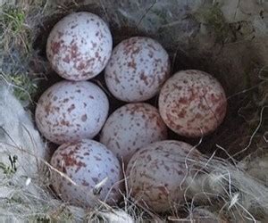 Nuthatch Eggs - GardenBird