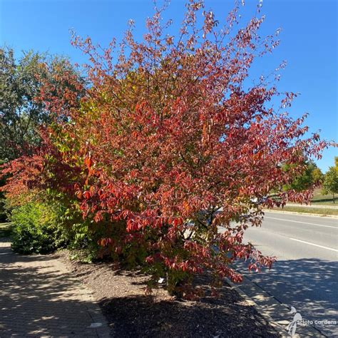 Viburnum Prunifolium 3 Blackhaw Viburnum Scioto Gardens Nursery