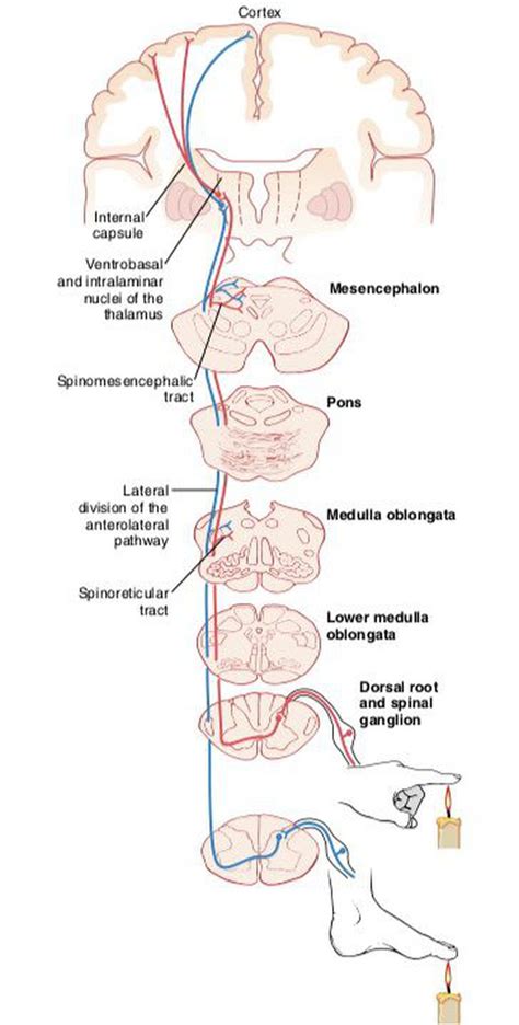 Anterior And Lateral Divisions Of The Anterolateral Sensory MEDizzy