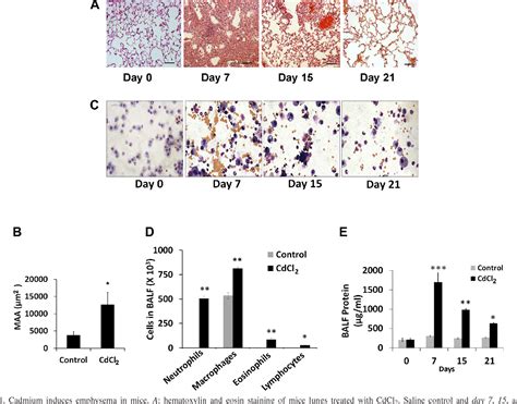 Figure From Heme Oxygenase Mediated Autophagy Protects Against