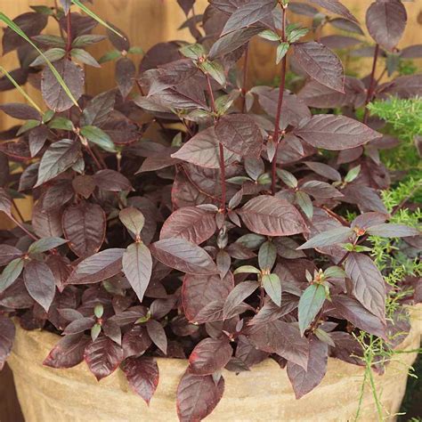 Alternanthera Seeds Purple Knight Flower Seed