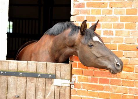 Trakehner Stute Grace Conelly Von Shavalou U D Pr Mienstute Gracia