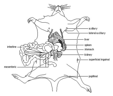 Mouse Inguinal Lymph Nodes