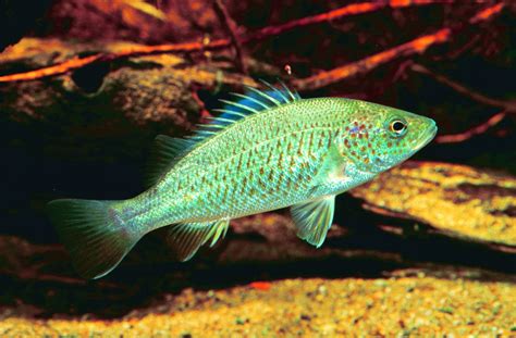 Spangled Perch Leiopotherapon Unicolor