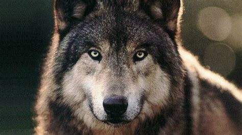 Cool Pictures of Wolves Wallpapers (59+ images)