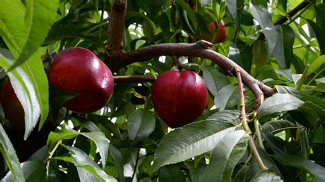 Drupacee Le Nettarine Delizie Della Basilicata Asso Fruit Italia