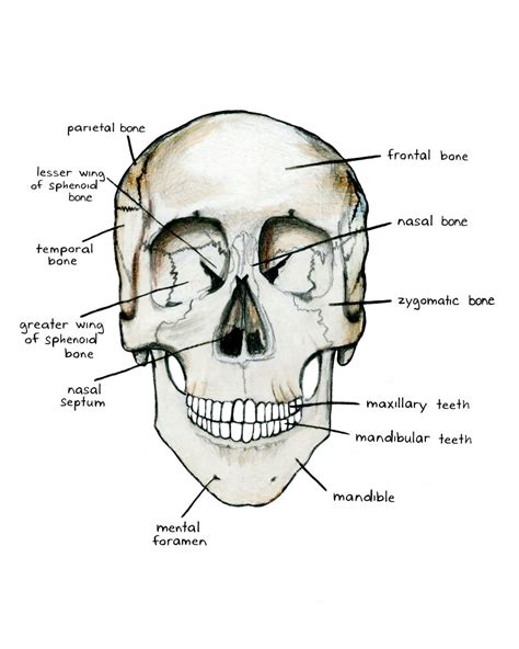 Bones Of The Skull Anterior View Andrea Kennedy Flickr