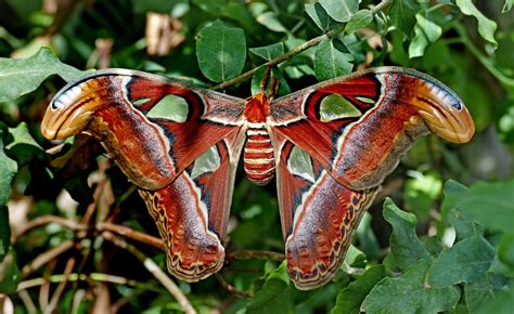 Atlas Moth Attacus Atlas A Photo On Flickriver