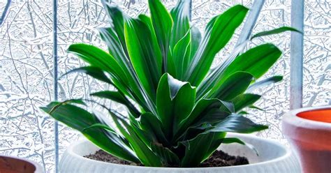 How To Grow And Care For Cast Iron Plants Aspidistra Elatior