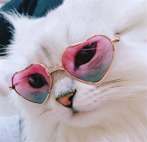 White Cat Wearing Pink Heart Sunglasses