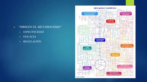 SOLUTION Enzimas Y Cat Lisis Biol Gicas Studypool