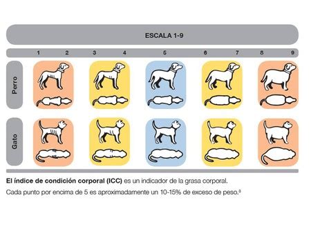 C Mo Comprobar Si Tu Perro Est Realmente Gordo Y Cu Nto Con Un