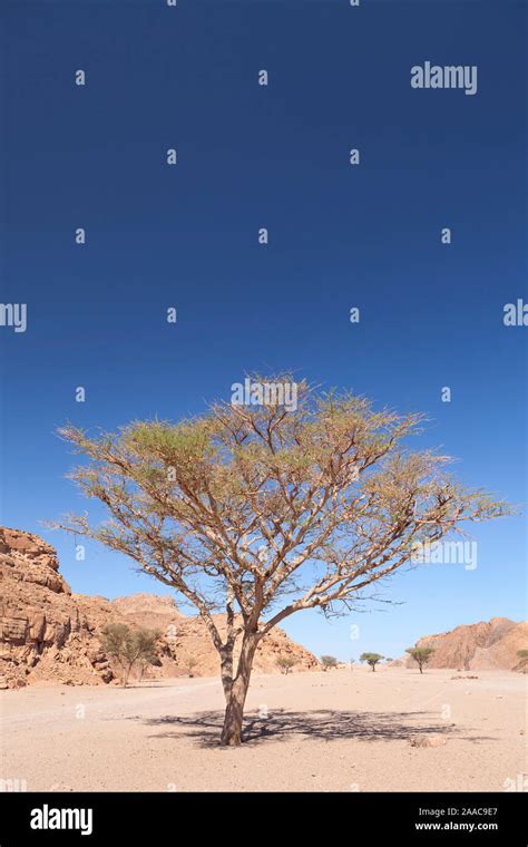 Lone Acacia Tree In The Sinai Desert Near Dahab Egypt Stock Photo Alamy