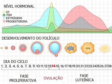 Vulo E Fol Culo Quais S O As Diferen As Art F Rtil