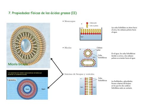 PPT TEMA 3 LOS LÃ PIDOS PowerPoint Presentation free download ID