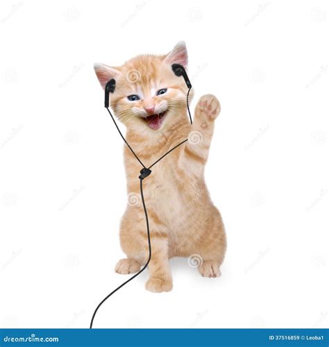 Young Cat Is Listening To Music With Headphones Headset Royalty Free