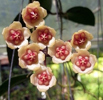 Hoya benchaii Uhlig Kakteen Più di 5 000 specie diverse