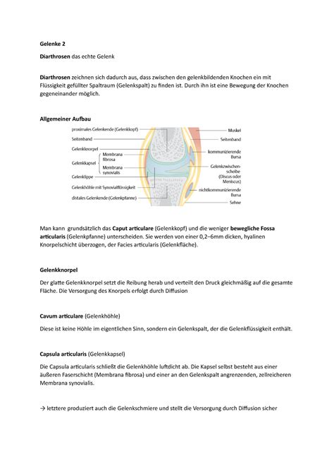 Vorlesungsmitschriften Vorlesung Gelenke Gelenke Diarthrosen