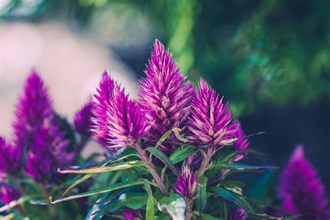 Crête De Coq Fleurs Plantes Photo gratuite sur Pixabay Pixabay