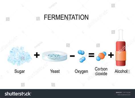 Fermentation Metabolic Process Consumes Sugar Yeast Stock Vector