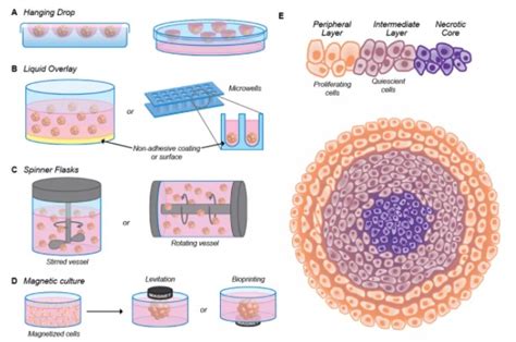 从2d到3d的癌细胞模型——纳米药物输送系统研究的谜团 Mdpi Nanomaterials—论文—科学网