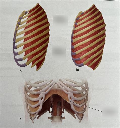 Muscles of respiration Diagram | Quizlet