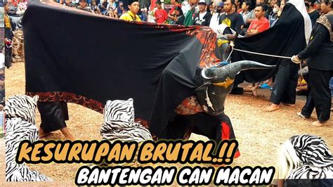 Kesurupan Brutal Bantengan Can Macan New Putro Joyo Live Dermo Dau