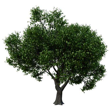 Tree Png Image Purepng Free Transparent Cc0 Png Image Library Nbkomputer