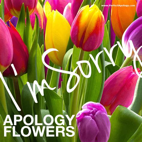 Saying Sorry Best Apology Flowers And T Baskets