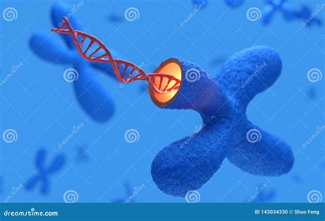 X Chromosomen Met Dna Molecules Geneticaconcept Het D Teruggeven