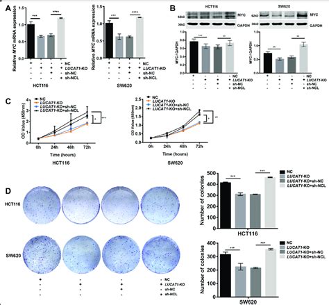 Knockdown Of Ncl Restores Myc Expression And Cell Proliferation In