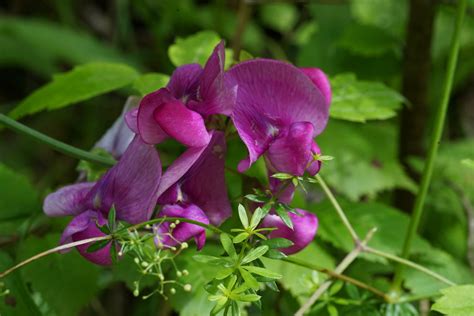 Breitbl Ttrige Platterbse Lathyrus Latifolius Flickr