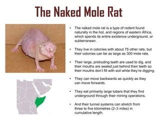 Longevity Secrets Of The Naked Mole Rat Ppt