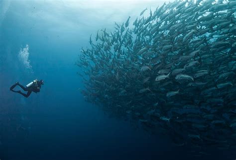 Croisi Re Plong E Cocos Island Au Costa Rica Avec Aggressor Sea