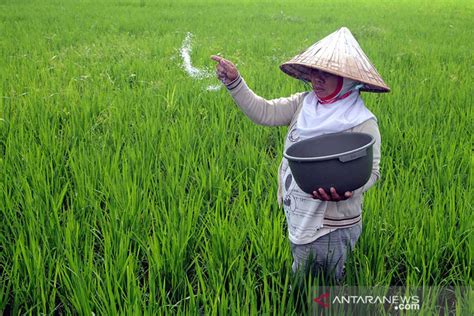 Realisasi Distribusi Pupuk Bersubsidi Di Lampung Ton Antara News