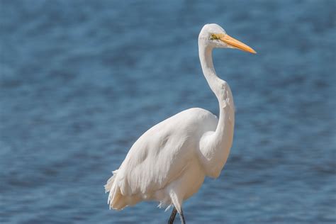 White Bird Free Stock Photo - Public Domain Pictures