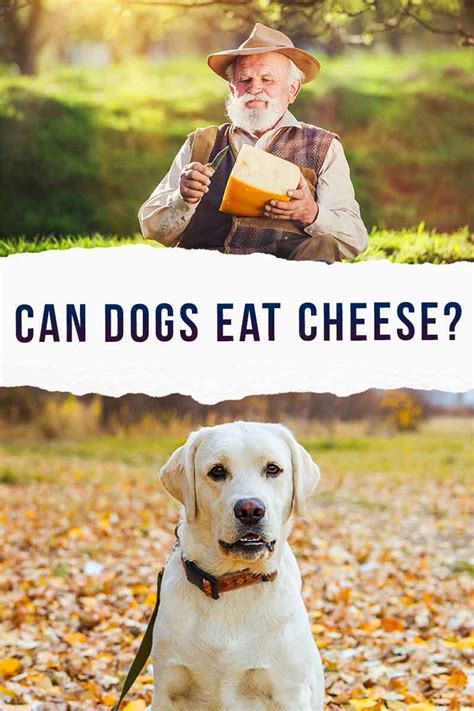 Are Cheese Balls Bad For Dogs