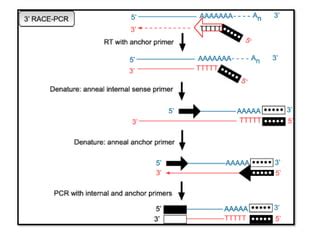 Rapid Amplification Of C DNA Ends PPT