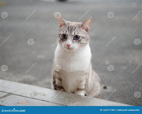 Hermoso Gato Brillante Con Ojos Azules En La Calle Imagen De Archivo