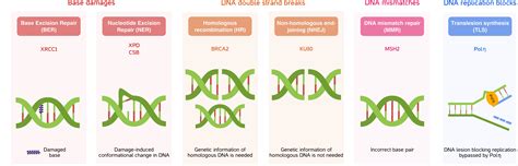 Dna Repair Profiler Toxys